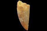 Serrated, Raptor Tooth - Real Dinosaur Tooth #179531-1
